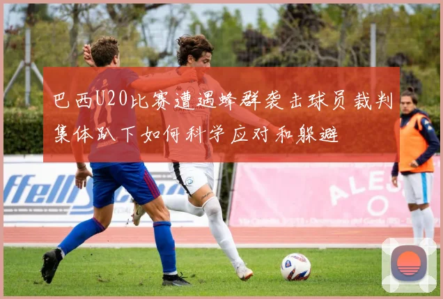 巴西U20比赛遭遇蜂群袭击球员裁判集体趴下如何科学应对和躲避